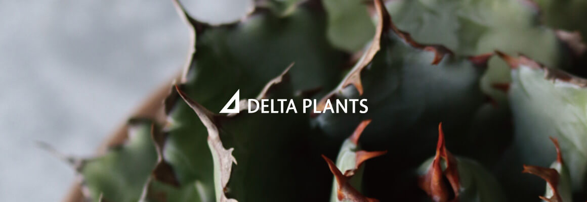 DELTA PLANTS ポストカード（ノベルティ）