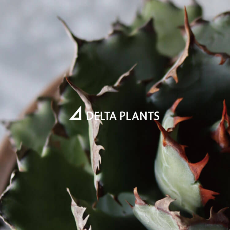 DELTA PLANTS ポストカード（ノベルティ）